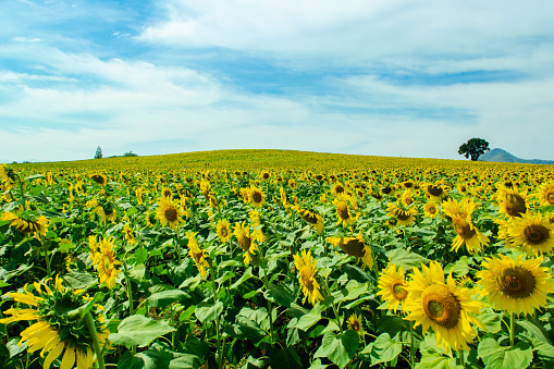 Beautiful field of sunflowers and cloudy sky