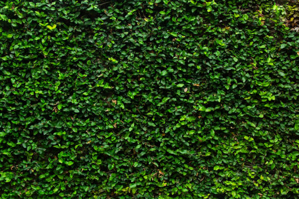 istock Beautiful background green leave wall 2056998760
