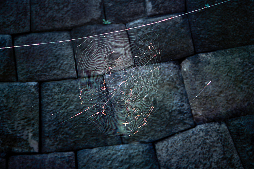 Spiderweb at the ancient stone wall in Tokyo