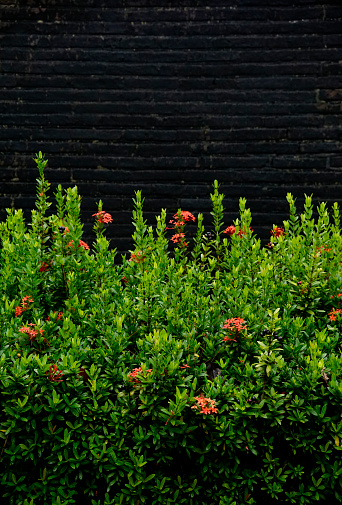 Chinese ixora bushes in the background of black moss wall