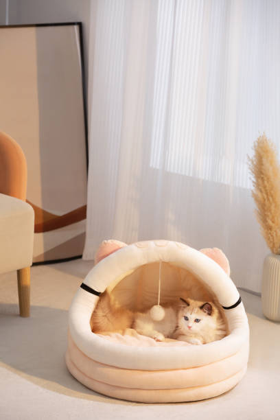 Indoor cat nest and cozy room, warm tones background