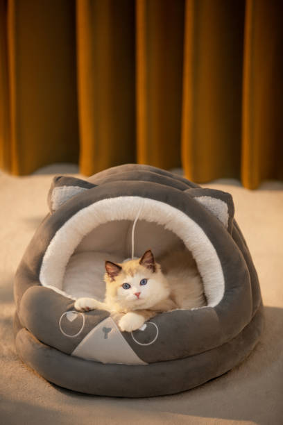 istock Indoor cat nest and cozy room, warm tones background 2057014816