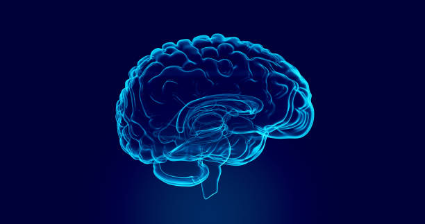 istock Human Brain X-Ray: Anatomy, Medicine and Science concept 2057029473