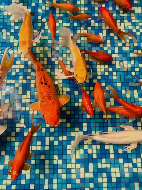 istock Koi fish swimming in pond with blue tiles 2057039312