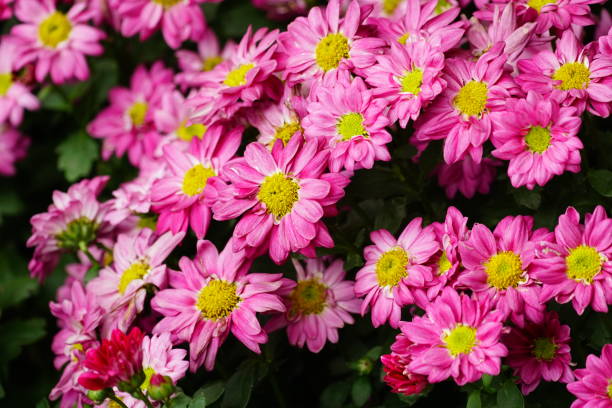 istock Close-up of purple daisies blooming in spring 2057045024