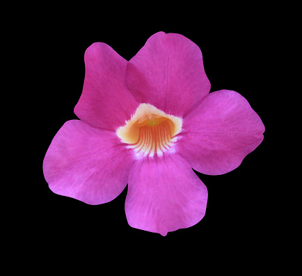 Thunbergia erecta or Bush clock vine flower. Close up pink-purple single flower isolated on black background.
