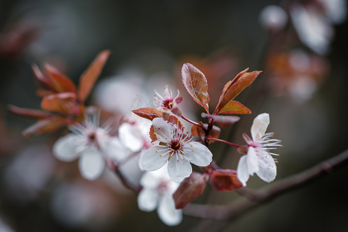 Pretty blossoms on a tree in early Springtime.