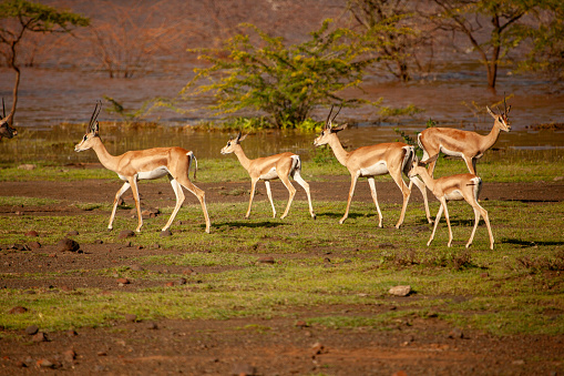 A herd of antelopes are walking across a field. The image has a peaceful and serene mood, as the animals are moving together in a calm and orderly manner