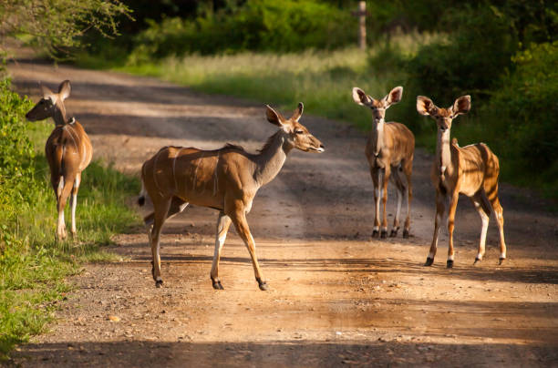 istock Cape bushbuck at Masai Mara 2057106498