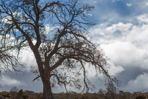 decaying  trees on fields/farmlands in tasmania - parque nacional das muralhas de jerusalém - fotografias e filmes do acervo