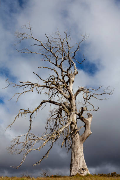 decaying  trees on fields/farmlands in tasmania - parque nacional das muralhas de jerusalém - fotografias e filmes do acervo