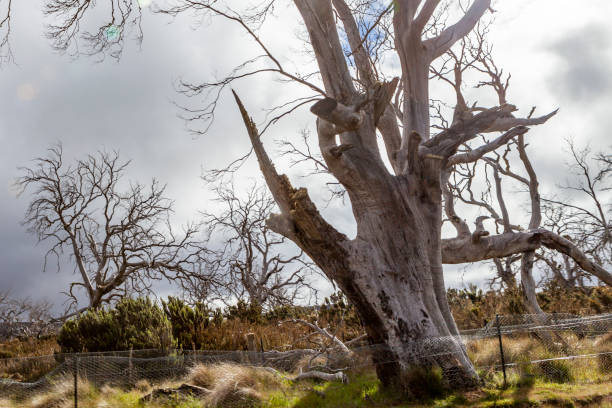 decaying  trees on fields/farmlands in tasmania - parque nacional das muralhas de jerusalém - fotografias e filmes do acervo