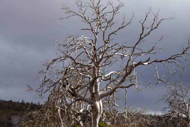 decaying  trees on fields/farmlands in tasmania - parque nacional das muralhas de jerusalém - fotografias e filmes do acervo