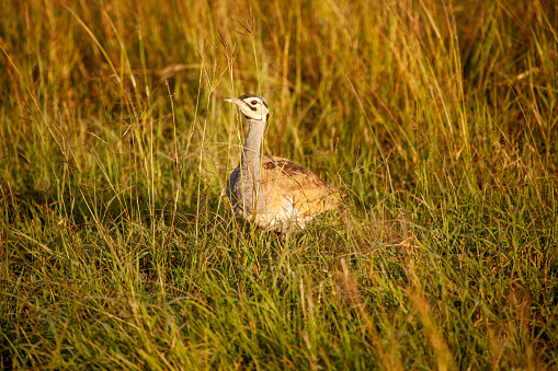 A bird is standing in tall grass. The grass is yellow and brown. The bird is looking to the right