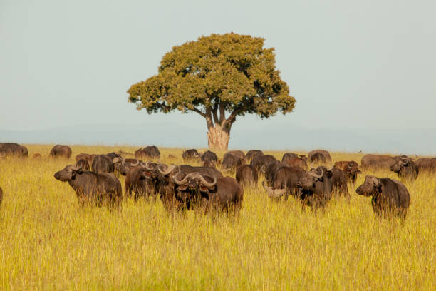 istock A herd of wild buffaloes across a field. 2057114833