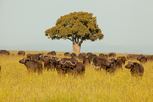 A herd of wild buffaloes across a field, Masai mara, Kenya.