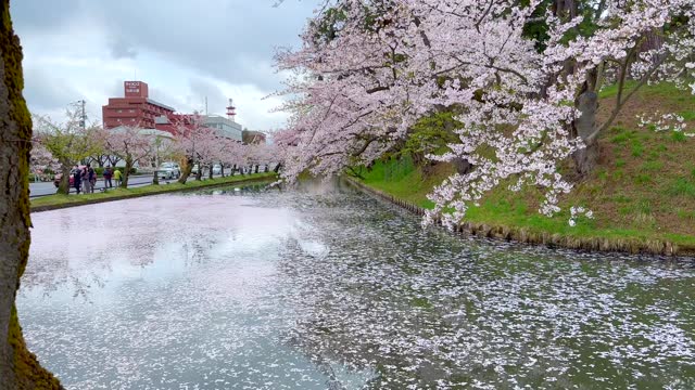Cherry blossoms bloom and fall into the river in Hirosaki Castle's gardens.