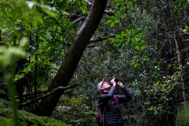 istock Bird lover looking into the lush rainforest for various bird species 2057124877