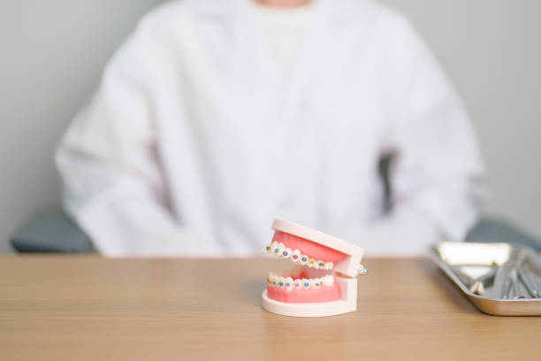 Dentist with Orthodontic tooth model and bracket or brace. Clean and Scrape off tartar. May Orthodontic Health Day, March Oral health, Dentist Day, False Teeth. Toothache and Children Dental Health
