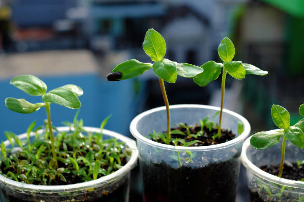 Recycle plastic glass to plant a tree, drink container can reuse with soil for seedlings growth green and environmental conservation that make global beautiful life, reduce waste to environment,