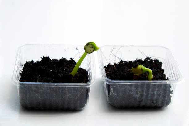 istock Reuse waste to make plastic pot for sow seeds 2057129163