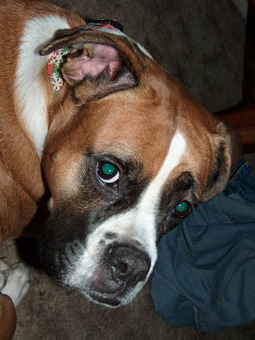 Boxer Dog showing face that they done nothing wrong