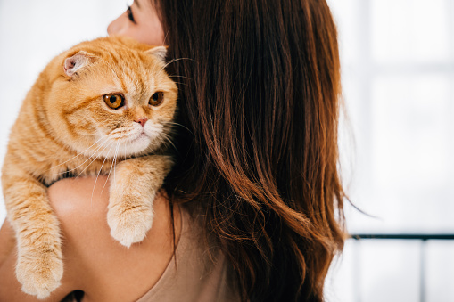 Back view, close up, a female owner holds her beloved Scottish Fold cat, their eyes revealing the depth of their special friendship. A heartwarming portrait with copy space for your message.