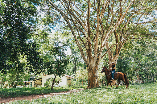 Woman on horseback on wooded farm