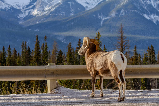 Bighorn sheep ram stands on the side of a road in winter mountains, looking away from the camera stock photo