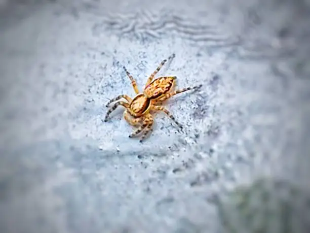 Photo of Brown tiny spider on the ground