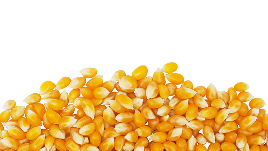 Cut-out of yellow dried corn seed on white background