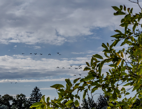 Photo of Canadian Geese flying in over the Snake River at the North Idaho Falls Greenbelt.  Showing blue sky with puffy clouds and tree tops