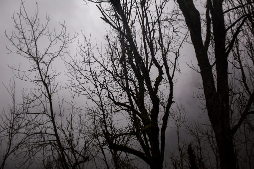 Dark trees stand tall among gloomy fog or mist.