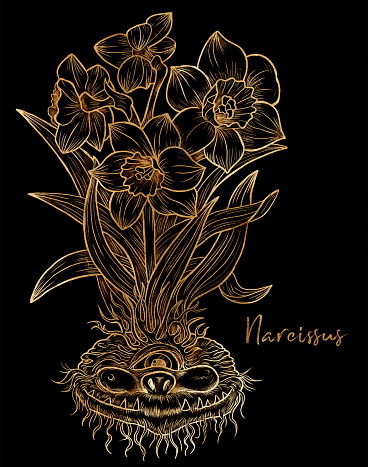 Hand drawn styled illustration with engraved funny demon or gnome face as root of beautiful spring flower of Narcissus against black background, garden fantasy concept
