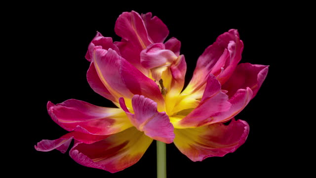 Timelapse of red tulip flower blooming. Easter, spring, valentine's day, holidays concept