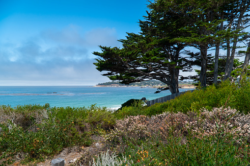 A view of the Pacific Ocean from the coastline in Carmel, California near Monterey.  Green shrubbery and a tree are shown in the foreground, and rolling hills are visible in the background.