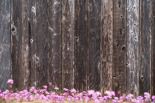 A faded brown weathered wooden paneled fence with pink flowers blooming at the bottom.