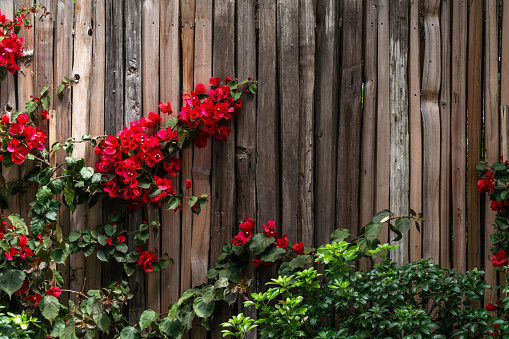 A faded brown weathered wooden paneled fence with red Bougenvilla climbing up it.