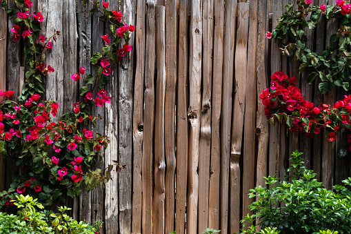 A faded brown weathered wooden paneled fence with red Bougenvilla climbing up it.