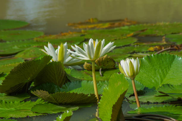 beautiful lotus flowers in the pond