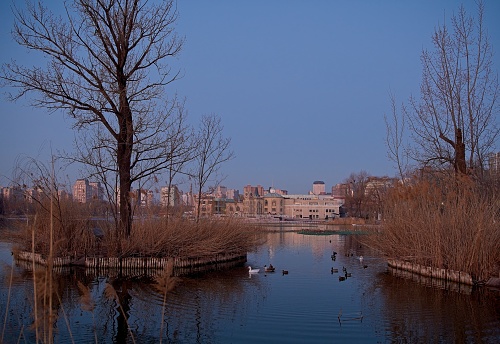 Morning at Beijing biggest public park, Chaoyang park.\nPark locate between 3rd and 4th ring road. Park is famous for local people just walk around, there is also small amusement park. Also different outdoor activities are available. Park lakes livign many different kind of birds.