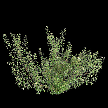 3d illustration of set Trachelospermum asiaticum creep plant isolated on black background