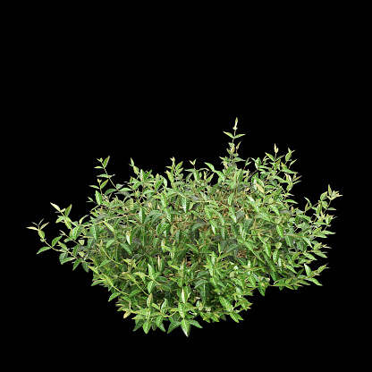 3d illustration of Trachelospermum asiaticum bush isolated on black background