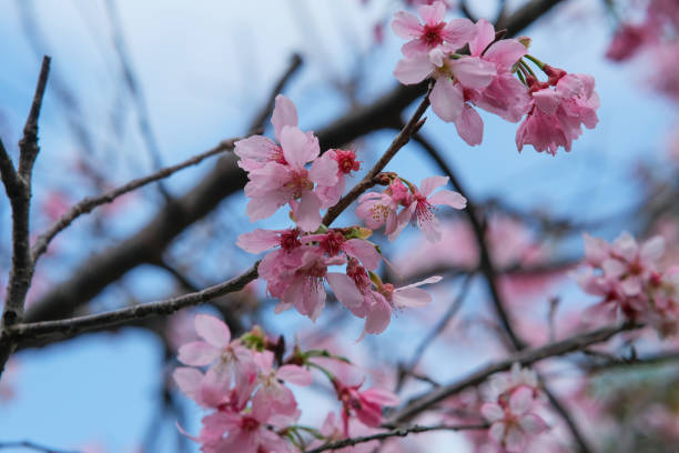 istock Cherry blossom - Taipei Taiwan. 2057344266