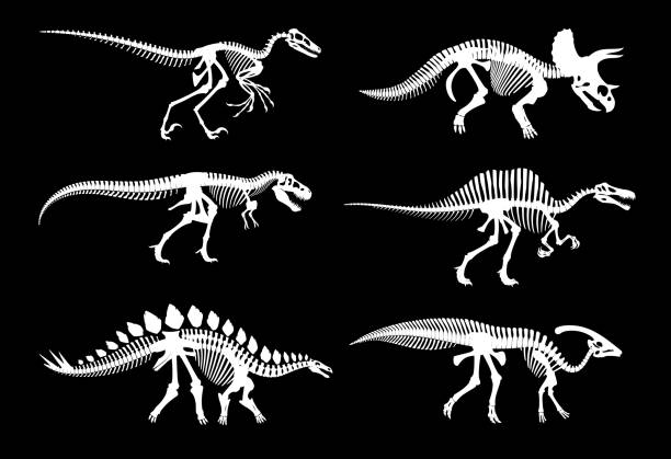 2акк 22505buchas CHRISTMAS FONT, type. holiday typeface and alphabet 2 ÑевÑÑк Dinosaur fossil skeletons and Jurassic dino bones imprints, vector white silhouettes. Dinosaur archeology fossil skeletons of extinct reptile, T-rex tyrannosaurus or velociraptor and stegosaurus bones spinosaurus stock illustrations