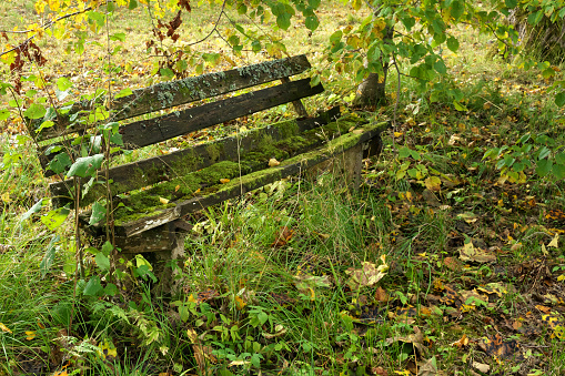 Rudbeckia around a garden bench