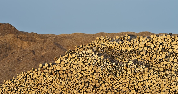 Harvesting wood chips and logs. Wood fuel.