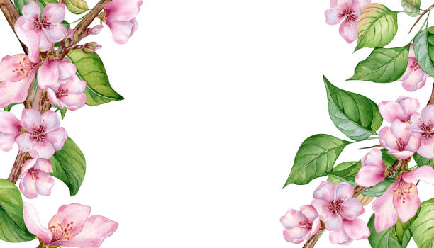 illustrations, cliparts, dessins animés et icônes de watercolor floral board with pink blooming branch isolated on white. design template of floral frame with pink white flowers hand drawn. element for wedding invitation, card, packaging, label product - fleur-pommier