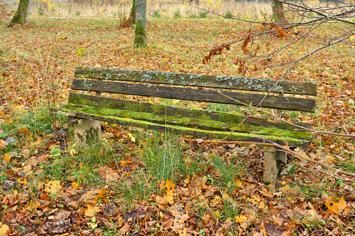 Bench covered with moss. Abandoned bench surrounded by grass. Abandoned park.