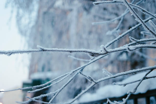 Frozen ice covering tree branches in a snow winter landscape in Rovaniemi, Finnish Lapland
